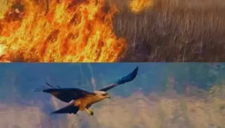 Avustralya’da şaşırtan keşif: Kundakçı kuşlar yangın çıkarıyor!