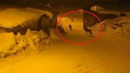 Bayburt’un Karayaşmak Köyü’nü kurt sürüsü sardı! Muhtar ahıra giderken tehlikeyi fark etti