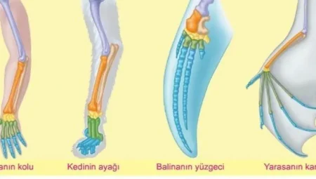 Farklı Türlerde Aynı Kemik Yapısı: Homoloji ve Homoplazi Nedir?