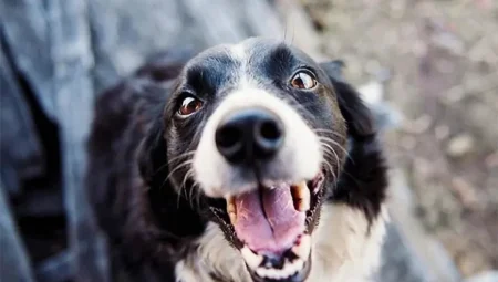 Çikolata Köpekler İçin Zehirli! İçeriğindeki Teobromin Hayati Tehlike Yaratabilir