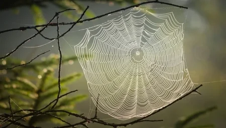 Örümcek Ağı Çelikten Daha Güçlü! Doğanın Mükemmel Mühendisliği
