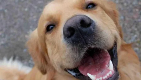 Köpeklerin Bıyıkları Olmazsa Ne Olur? İşte Hayati Önemi!