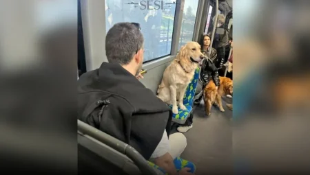 Metrobüste Öncelikli Koltuğa Oturtulan Köpek Tartışma Yarattı!