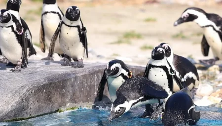 Güney Afrika’da Nesli Tehlikedeki Penguenler İçin Balıkçılık Yasağı Kararı