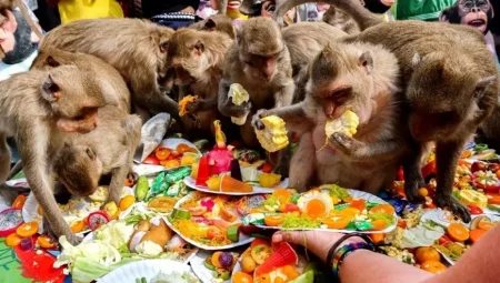 Tayland’da Maymunlara Özel Yemek Festivali Düzenleniyor: Binlerce Maymun Bir Araya Geliyor