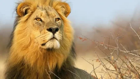 Aslan ve Yükselen Aslanlar İçin 10 Nisan Fırsat Günü: Doğru Zamanda Doğru Yerde Olmaya Hazır Mısınız?